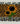 Just a girl who loves sunflowers  uvdtf decal