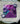 Purple v split bundle