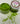 Gecko  pigment powder