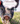 pig  Notebook cover DOWNLOAD